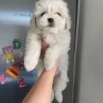 Pamuk Gorunumlu Maltese Terrier Yavrusu