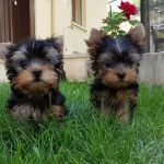 Irk Garantili Yorkshire Terrier Yavruları Puppy Pet Evinde