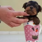 Irk Garantili Yorkshire Terrier Yavruları Puppy Pet Evinde