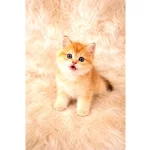 British Shorthair Harika Yavrular