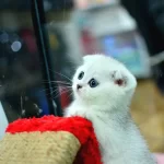 Muhteşem Yüz Hatına Sahip Silver Scottish Fold