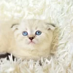 Mas Mavi Gozlu Ns1133 Scottish Fold Erkek