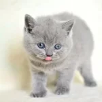 Kut Kafa Gri British Shorthair