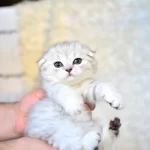 Pofuduk Silver Scottish Fold