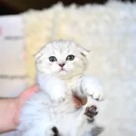 Pofuduk Silver Scottish Fold