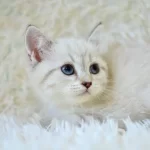 Sampiyon Soyundan Lynx British Shorthair