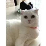 güzel Kedi Dostu Bir Ailesi Olsun Istiyoruz