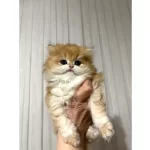 Safkan British Longhair Shorthair Yavrular