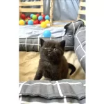 Britihs Dark Cikolata Cinnemon Erkek