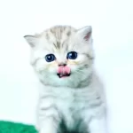 British Shorthair Yavrumuz