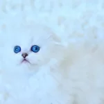 Essiz Guzellikte Silver Scottish Longhair Ns1133