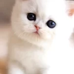 Sut Beyaz Silver Ns1133 British Shorthair