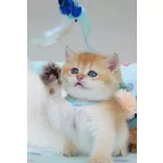 Altın Parıltılı Golden Ny12 British Shorthair