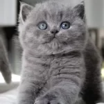Tombul Kedimiz Gri British Shorthair