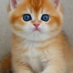 Saheser Gibi Golden Ny12 British Shorthair