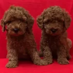 Irk Garantili Mukemmel Toy Poodle Yavrularımız