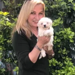 Pamuk Gibi Maltese Terrier Yavrularımız