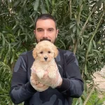 Orjinal F1 Maltipoo Bebeklerimiz