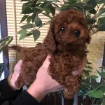 Tuy Dokmez Koku Yapmaz Harika Toy Poodle Yavrularımız