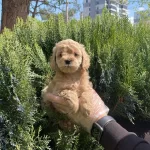 Emsalsiz Oyuncak Surat Maltipoo Bebeklerimiz