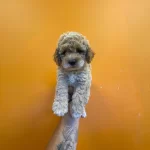 Cok Ozel Toy Poodle Bebeklerimiz