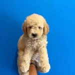 Mukemmel Kalite Maltipoo Bebeklerimiz