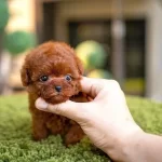 Irkın En Kucuk Boyutuna Sahip Poodle Bebekler