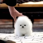 Yarısma Duzeyinde Ki Pomeranian Bebeklerimiz
