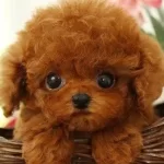 Daha Guzeli Yok Tea Cup Poodle Bebeklerimiz