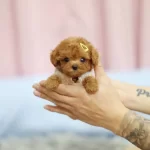 Teacup Olarak Daha Ozeli Yok Poodle Bebek Show Puppy Turkey