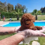 Red Brown Toy Poodle Yavruları Istanbul