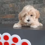 Orjinal F1 Maltipoo Yavrularımız