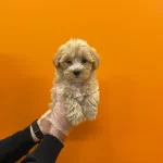 Mukemmel Maltipoo Bebeklerimiz
