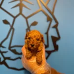 Tea Cup Red Poodle Yavrularımız