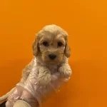 Irk Ve Sağlık Garantili Maltipoo Yavrularımız