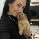 Maltipoo Yavrularım Sağlık Ve Irk Garantilidirler