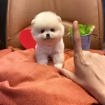 Parmak Cocuk Casper Teddy Bear Teacup