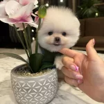 Daha Guzeli Olmadıgına Eminiz Gerçek Teddy