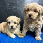 F 1maltipoo Bebeklerimiz