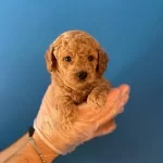 Gercek Red Toy Poodle Yavrularımız