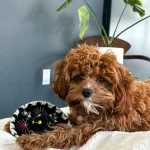 Muhteşem Cavapoo Yavruları