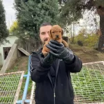 Gerçek Red Toy Poodle Yavrularımız
