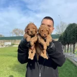 Ozel Renk Red Maltipoo Yavrularımız