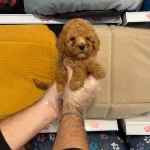 Red Orjinal Toy Poodle Yavrularımız