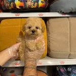 Oyuncak Surat Gercek Toy Poodle Yavrulari