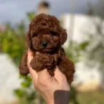 Kore Tarcın Renk Toy Poodle Bebeklerim