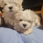 Tea Cup Kore Kan Malteselerim