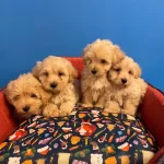 Gerçek Maltipoo Bebeklerimiz