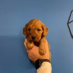 Red Browne Gerçek Maltipoo Yavrularımız