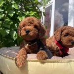 Ust Kalite Toy Poodle Yavruları